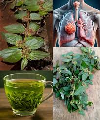 Image result for Melasma calycinum