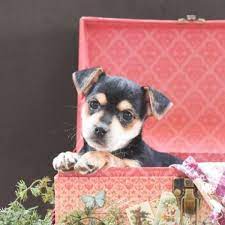 Check spelling or type a new query. 63 Chihuahua Puppies For Sale In Texas Craigslist L2sanpiero