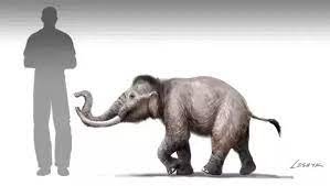 Elephant is an unincorporated community in bedminster township, bucks county, pennsylvania, united states, on the se side of lake nockamixon. Cyprus Dwarf Elephant V Komodo Dragon Carnivora