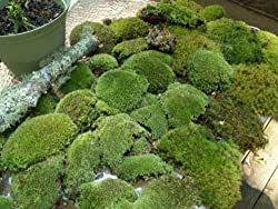 Mossarium Complete Care Guide How To Build Moss Terreriums Moss Garden Outdoor Gardens Bonsai Garden
