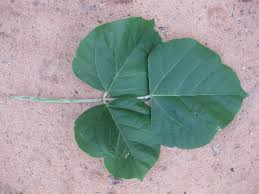 Image result for Erythrina madagascariensis