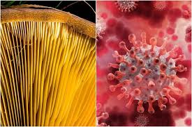 The toenail fungus is yellow because of the fungal infection. Zo7yykiqwg33am