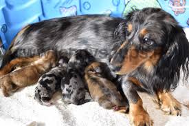 Welcome to the world little ones. Newborn Long Haired Dachshunds Off 66 Www Usushimd Com