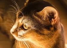 Image result