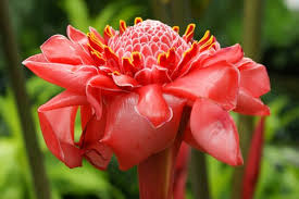 Image result for Etlingera