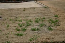 We cover microbes, mixed cultures, fermentation methods, measurements, control, and adjustments. Lawn Fertilizer Using Beer Walter Reeves The Georgia Gardener