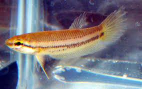 Di alam bebas ikan ini hidup berkelompok. Betta Akarensis