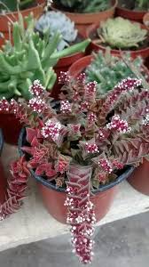 Capitella Crassula Thyrsiflora Crassula Capitella Thyrsiflora In 2020 Types Of Succulents Plants Cacti And Succulents Planting Succulents