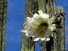 Sprinkle the bolivian torch seeds on. Echinopsis Peruviana Wikipedia