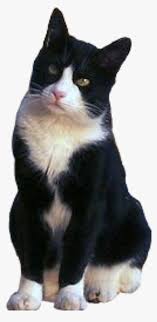 Cat Tuxedo Blackandwhite Sitting Freetoeditnot Tuxedo Cat Png Transparent Png Transparent Png Image Pngitem Worldwide 75% of all cats are black and white, because they are so common they are often we do this by helping spread information about black and whites cats which will help to promote the message that just because a cat looks common there is nothing common about the. tuxedo cat png transparent png