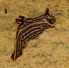 Image result for Polyceratocarpus