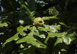 Image result for Quercus macrocarpa