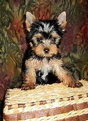 Image Result For Craigslist Houston Tx Pets For Sale Teacup Yorkie Puppy Cute Teacup Puppies Yorkshire Terrier Puppies