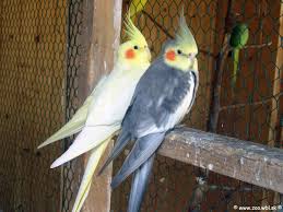 Cute animal memes cute animal videos cute funny animals pretty birds cute birds funny parrots funny birds cute little animals animals beautiful. 46 Cockatiel Wallpaper Gallery On Wallpapersafari