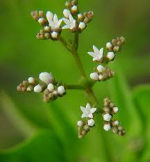 Image result for Lobelia petiolata