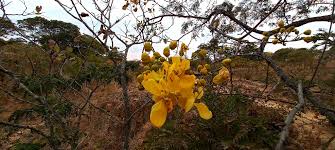 Image result for Senna singueana