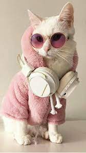 Safety Tips For National Dress Up Your Pet Day On January 14th Cattime Pet Day Cute Baby Animals Cute Animals