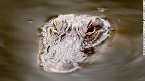 The american alligator was first classified by french zoologist françois marie daudin as crocodilus mississipiensis in 1801. Cnn Breaking News On Twitter 2 Year Old Grabbed By Alligator At Disney Hotel Is Believed To Be Dead Sheriff Says Https T Co Ujpfkn0set