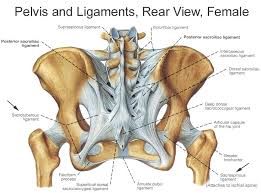 The pelvic floor is also known as the pelvic diaphragm. Bony Pelvis Anatomy Bone And Spine