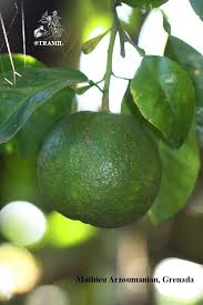 Image result for Citrus × aurantium