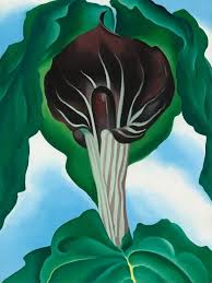 Check spelling or type a new query. Jack In The Pulpit No 3