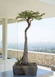 Many say that love is a huge monumental feeling that is… Bonsai And Minimalism Bonsai Sanctum