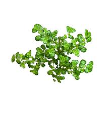 Image result for Pilea microphylla