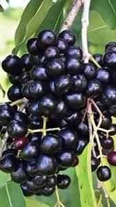 Image result for Vitex doniana