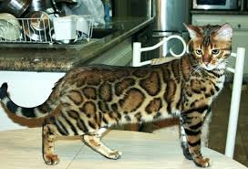 Learn more about cat adoption service in san diego, ca, and search the available pets they have up for adoption on petfinder. Bengal Cat Bling Bengal Kittens San Diego California