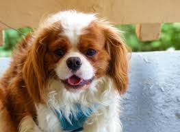 King Charles Spaniel King Charles Spaniel King Charles Spaniel
