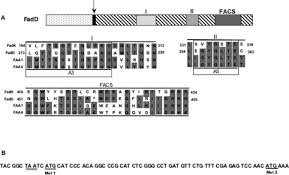 Tapi tahukah anda bahwa psikotest itu ternyata banyak macamnya? The Escherichia Coli Fadk Ydid Gene Encodes An Anerobically Regulated Short Chain Acyl Coa Synthetase Journal Of Biological Chemistry