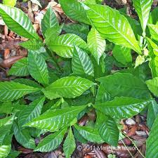 Image result for Psychotria moninensis