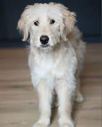 F2b Goldendoodle 4 Month Old Goldendoodle Golden Retriever 4 Month Olds