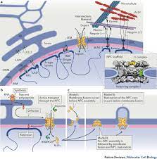 Maybe you would like to learn more about one of these? Mechanisms And Functions Of Nuclear Envelope Remodelling Nature Reviews Molecular Cell Biology