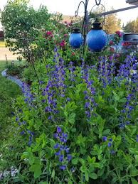 Image result for Indigofera cylindracea