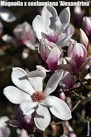 Image result for Magnolia × soulangiana
