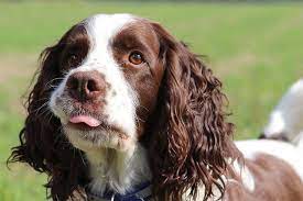 The calf leather straps are all adjustable, allowing you to get a perfect fit. English Springer Spaniel Breed Guide Uks 1 Pet Blog