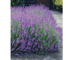 Weitere ideen zu lavendel, garten, provence. Baldur Garten Lavendel Hecke Blau 9 Pflanzen Ab 14 99 Preisvergleich Bei Idealo De