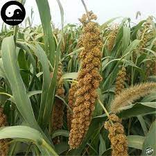 Buy Millet Seeds 300pcs Plant Chinese Herb Food Millet For Grain Millet Plants Planting Herbs Chinese Herbs