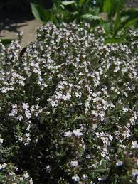 Image result for Achyrospermum ciliatum