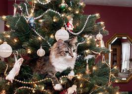 How Can You Keep Your Cat Off The Christmas Tree