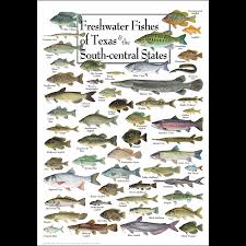 Freshwater Fishes Of Texas South Central States Poster