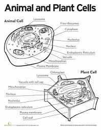 Structure and function of plant and animal cells. 12 Plant And Animal Cells Ideas Animal Cell Plant And Animal Cells Science Cells