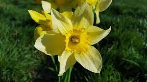 The Spring S Trumpet Daffodil Magical Properties And Uses Magical Herbs Yellow Spring Flowers Daffodils Narcissus Plant