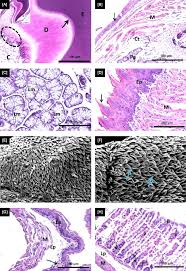 Stratified columnar epithelia) is a type of stratified epithelium in which the topmost layer is made up of columnar epithelial cells. Histology And Scanning Electron Microscopy Of The Digestive Apparatus Download Scientific Diagram