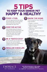 5 Tips To Keep Your Senior Pet Happy Healthy Senior Pet Care Pet Advice Pet Health