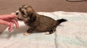 Check spelling or type a new query. 5 Weeks Old Maltese Poodle Shih Tzu Mix Puppies Youtube