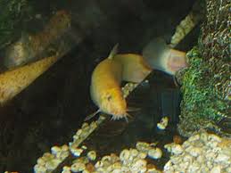 Loaches Fish Breed Information And Pictures - Petguide | Petguide