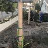 Provide a stake as support for the new plants, e,g. 1