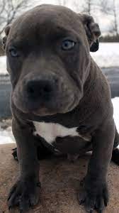 W elcome to the home of megabuiltbullies. Xxl Blue Nose Pitbull Puppy Pitbull Puppies Pitbull Puppies For Sale Blue Nose Pitbull Puppies